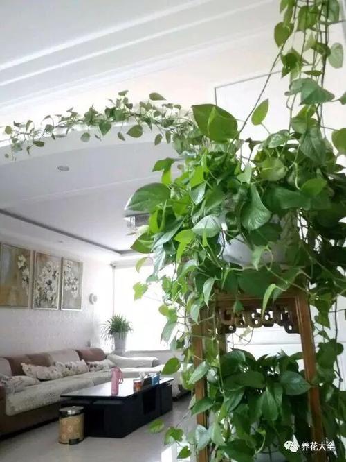 綠蘿算法1.0是什么？怎么應對綠蘿算法1.0？