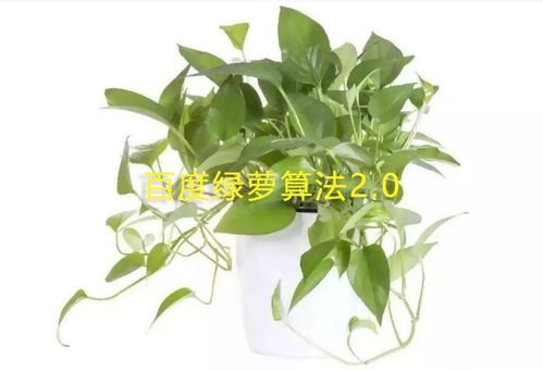 綠蘿算法2.0是什么？怎么應對綠蘿算法2.0？